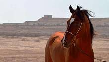 Генетические исследования опровергают несколько известных поверий об арабских лошадях