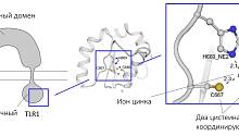 Открыт новый тип связи в структуре рецепторов врождённого иммунитета