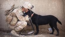 Собаки облегчают медицинскую эвакуацию военных