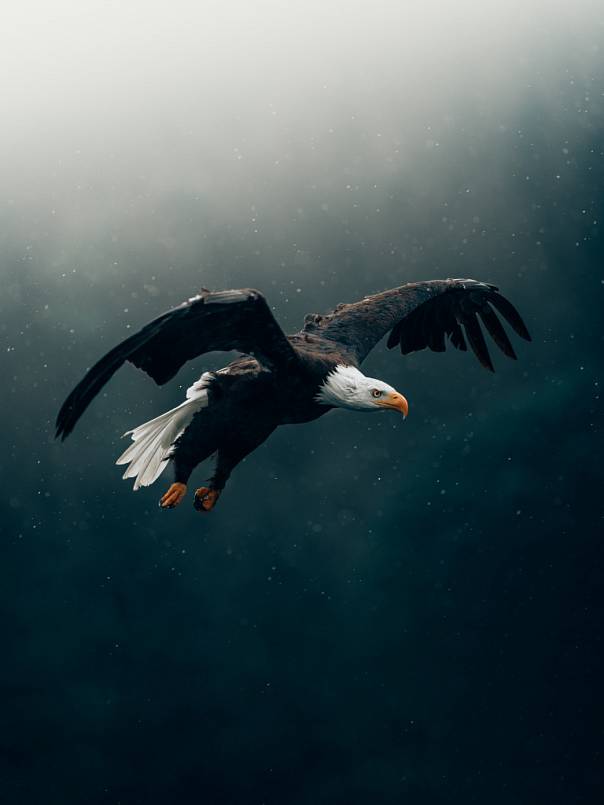 Конкурс фотографий птиц 