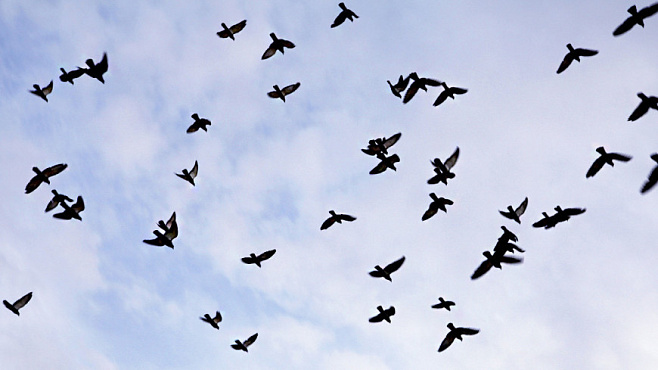 В Европе исчезли сотни миллионов птиц за 40 лет 