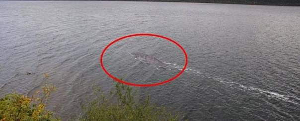 На фотографии якобы Лох-Несского чудовища оказалась изображена зубатка