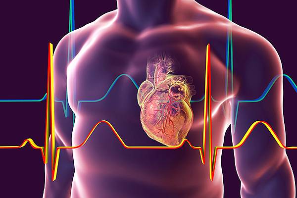 Регуляция ионного обмена синхронизирует сердце с циркадными ритмами