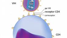 Разработана технология модификации клеток, способствующих проявлению ВИЧ