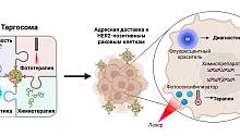 Ученые МФТИ разработали таргосомы — наночастицы для лечения и диагностики рака