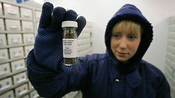 Редкий цветок из Австралии был спасен благодаря английскому банку растений