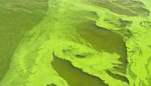 Сине-зеленые водоросли помогут людям выжить на Марсе