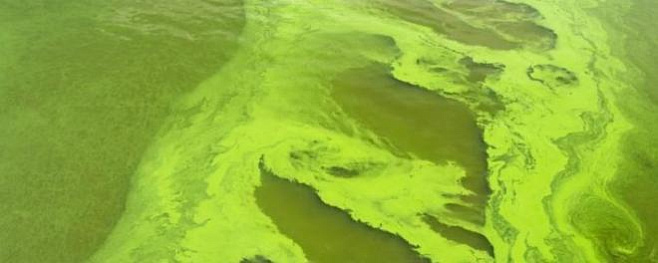 Сине-зеленые водоросли помогут людям выжить на Марсе
