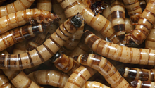 Личинки жука могут выжить, питаясь только пластиком