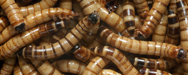 Личинки жука могут выжить, питаясь только пластиком