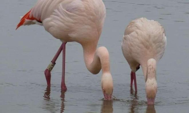 Ученые выяснили, фламинго умеют строить крепкую дружбу