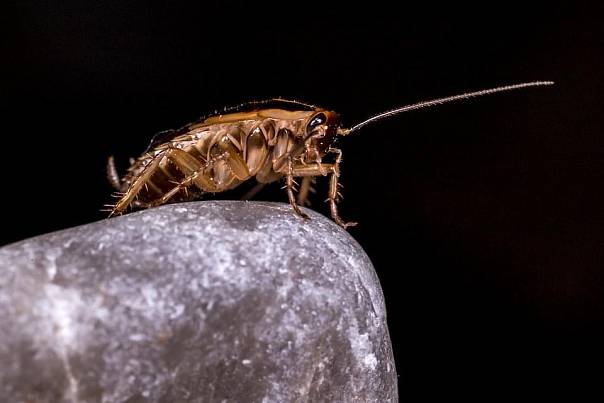 Два древних вида тараканов найдены в пещере в Мьянме