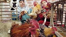 В Египте зарегистрирована вспышка птичьего гриппа 