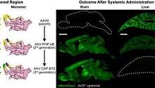 Разработана система таргетной генотерапии мозга
