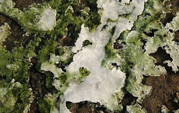 Исследование: антарктические водоросли производят натуральный антифриз