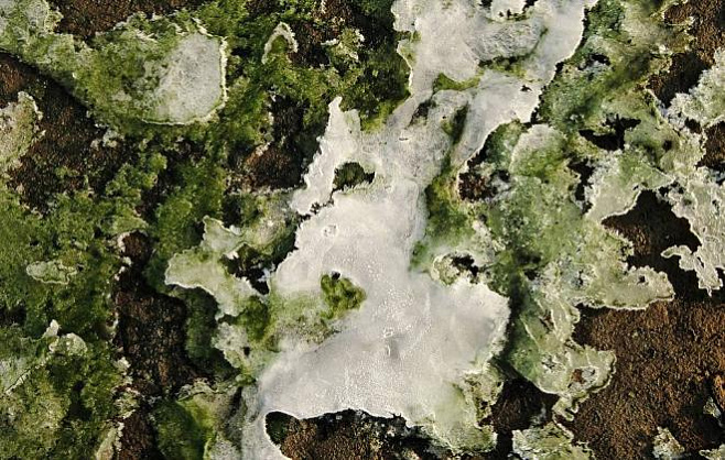 Исследование: антарктические водоросли производят натуральный антифриз