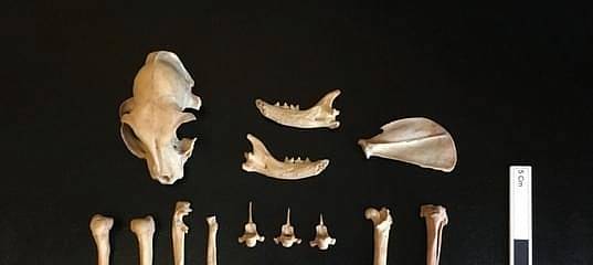 Одомашнивание диких кошек произошло раньше, чем считалось 