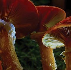 Не только смерть, но и жизнь