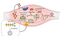 Биологи описали, как ожирение влияет на метаболизм скелетных мышц 