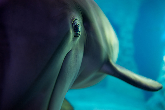 С плавниками, но не рыба: что мы знаем о дельфинах