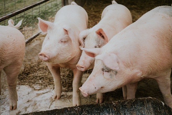 Пермские ученые разработали программу для выявления чумы свиней