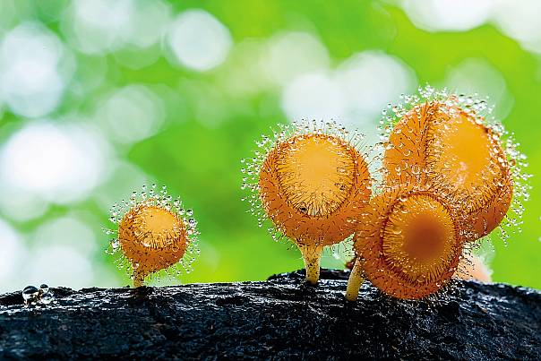 Волосатые грибы