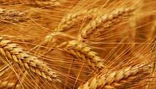Что геном пшеницы говорит нам о войнах