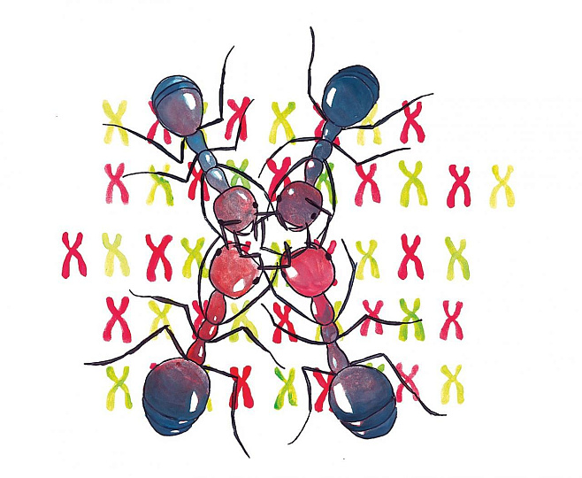 Цивилизация без мозгов. Как муравьи построили идеальное общество на генах, гормонах и феромонах