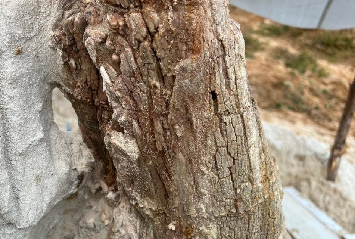  Ученые СПбГУ обнаружили уникальное древнее дерево с корневой системой в Ленинградской области