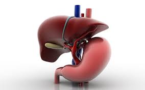 Модификации РНК могут стать новым средством от ожирения печени