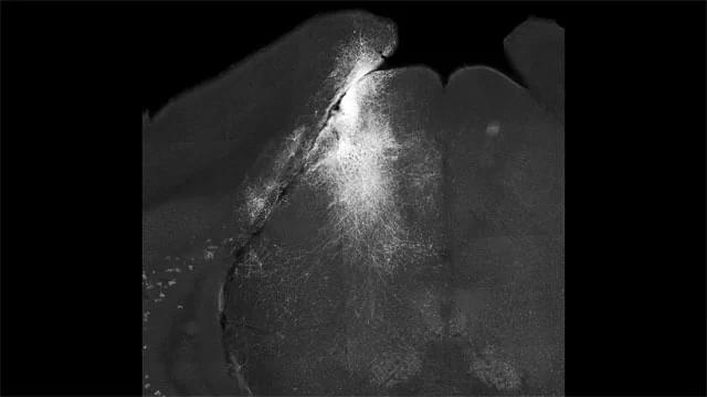 Мыши не заметят визуальное событие, если заблокировать определенную часть их мозга на 100 миллисекунд