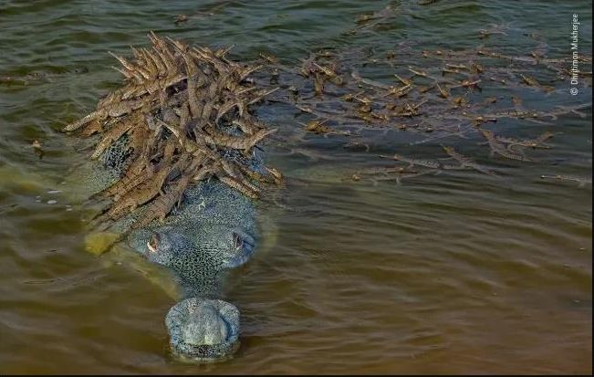 Отец года: 100 детенышей от 7 или 8 матерей