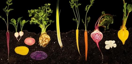 Кулинария в разрезе