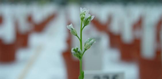 Овощи с Марса