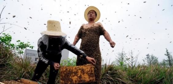 Повелитель пчел