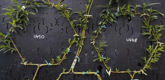 Мебель, которая растет  