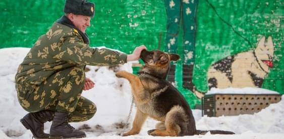 Секретные методы дрессировки