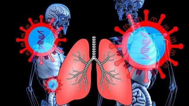 В легких мышей найдена новая группа иммунных клеток
