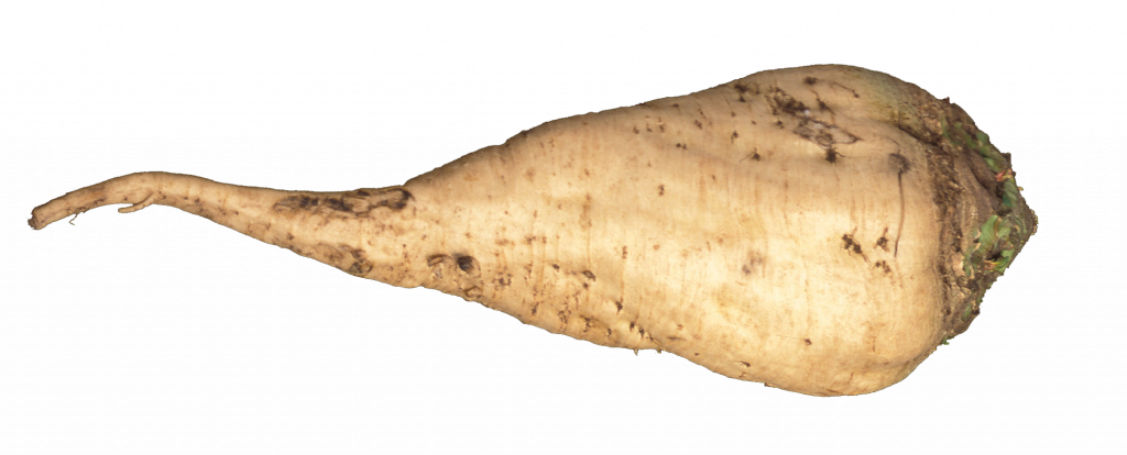 SugarBeet.png