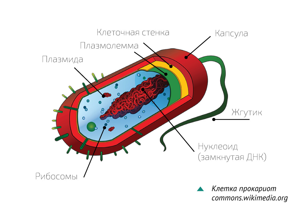 Клетка прокариот, схема