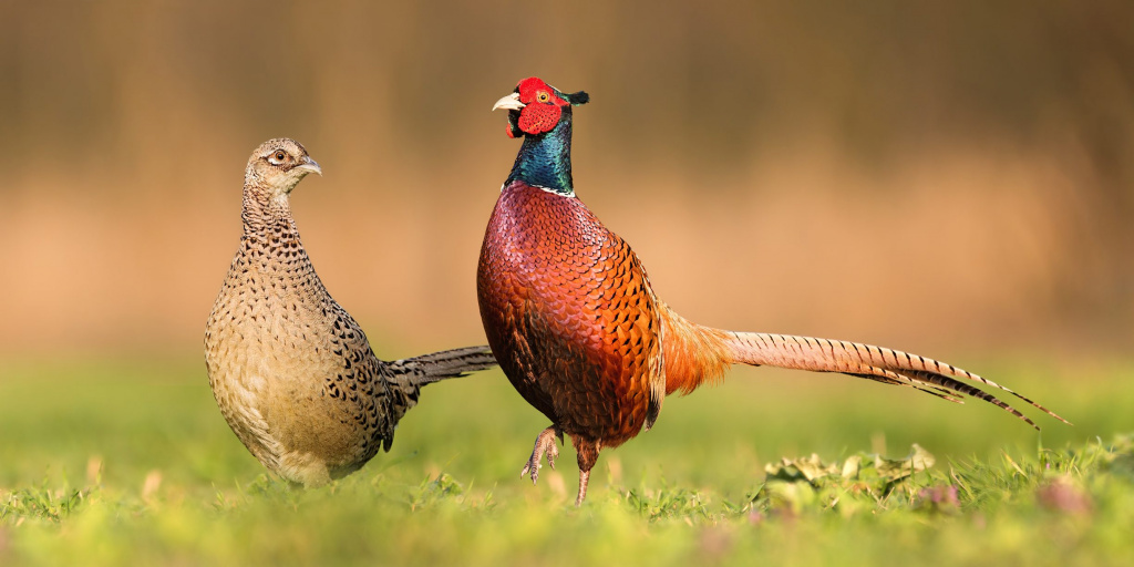 Pheasants.-GettyImages-1298426890-d891875.jpg Pheasants.-GettyImages-1298426890-d891875.jpg