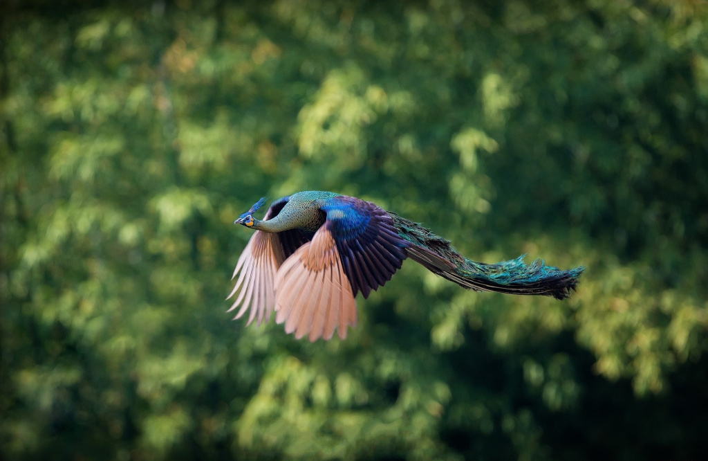 beautiful-flying-peacock-shoot.jpg beautiful-flying-peacock-shoot.jpg