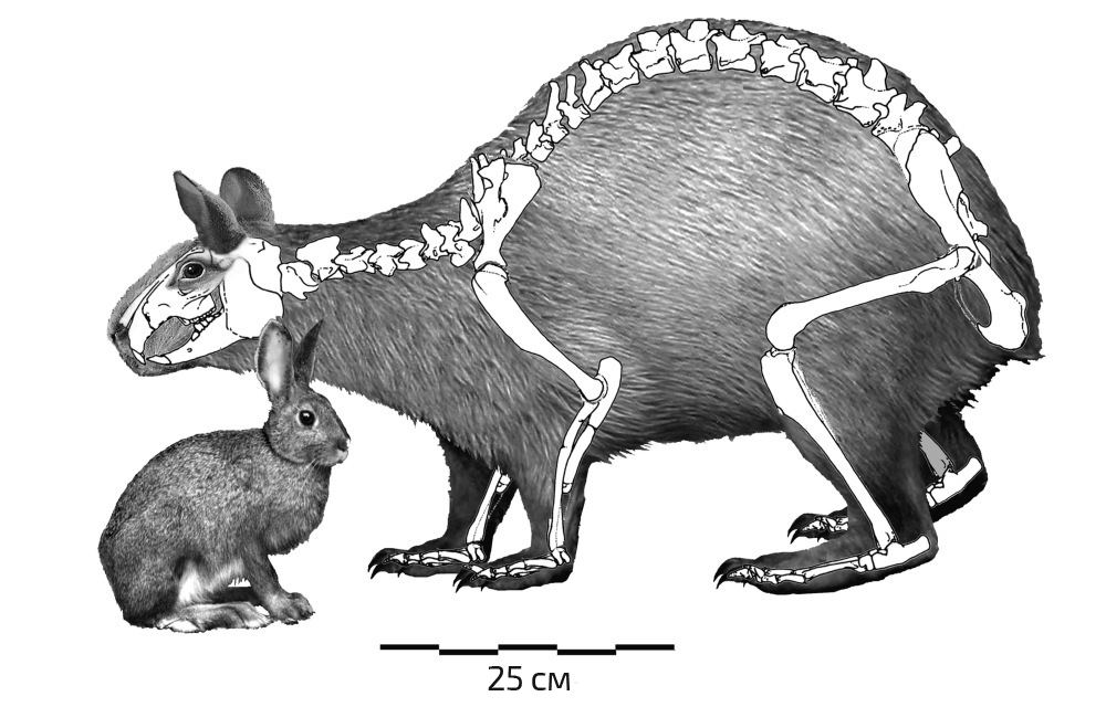 Реконструкция гигантского зайца