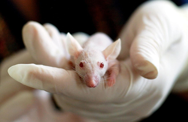 После смены графика у мышей начинает развиваться диабет
