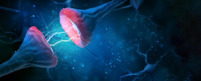 «Гормон любви» может остановить потерю памяти при болезни Альцгеймера 