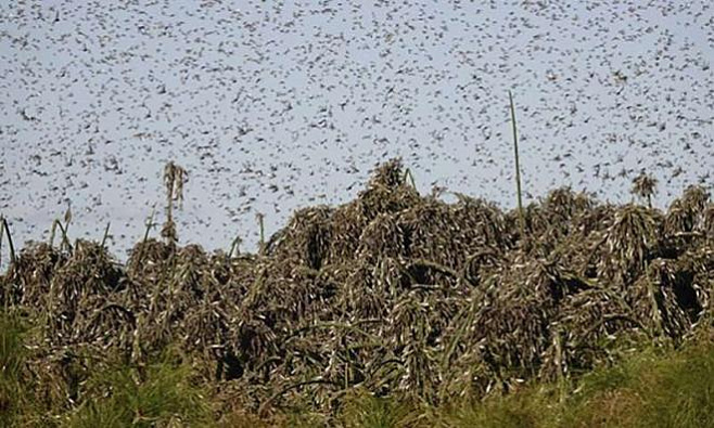 Нашествие саранчи в Южной Африке становится все опаснее
