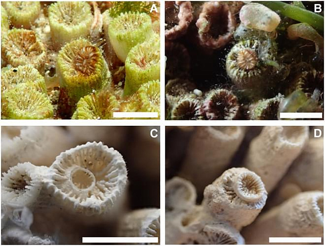Кораллы умеют «воскресать»
