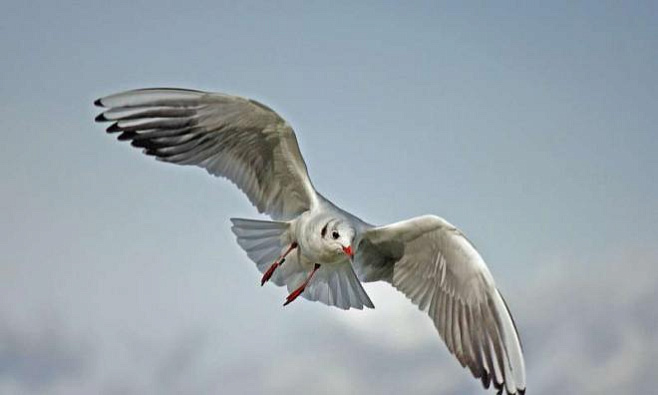 Городские чайки подстраивают время поиска пищи под человеческие активности