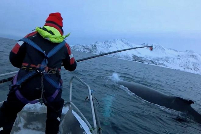 360-градусная камера позволила пронаблюдать за отдыхом горбатых китов