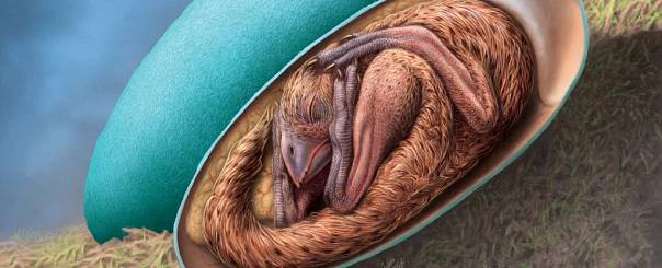 Найдена окаменелость детеныша динозавра, которая дает новую информацию об эволюции этих животных 